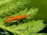 insecten 2022 deel 8